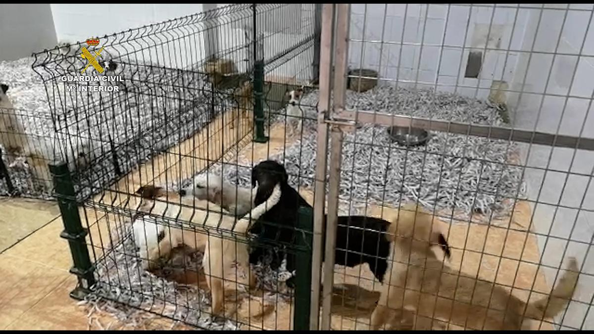 Algunos de los perros decomisados en la operación de la Guardia Civil contra una empresa de Mataró.