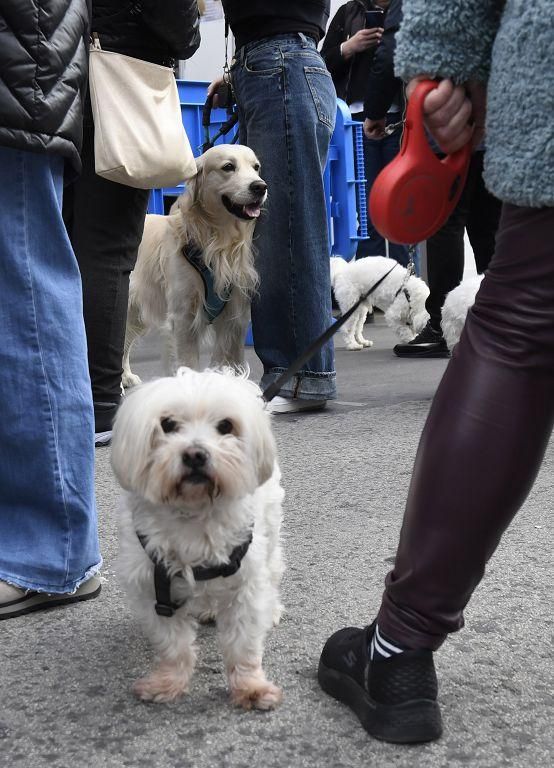 Así ha sido la bendición de animales por San Antón en Murcia