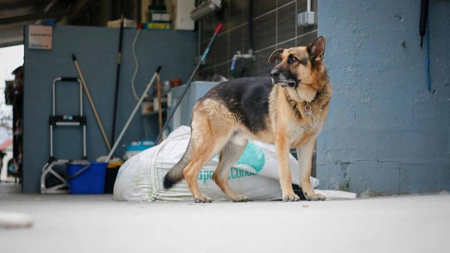 El perro Ades, con su característica oreja derecha caída.