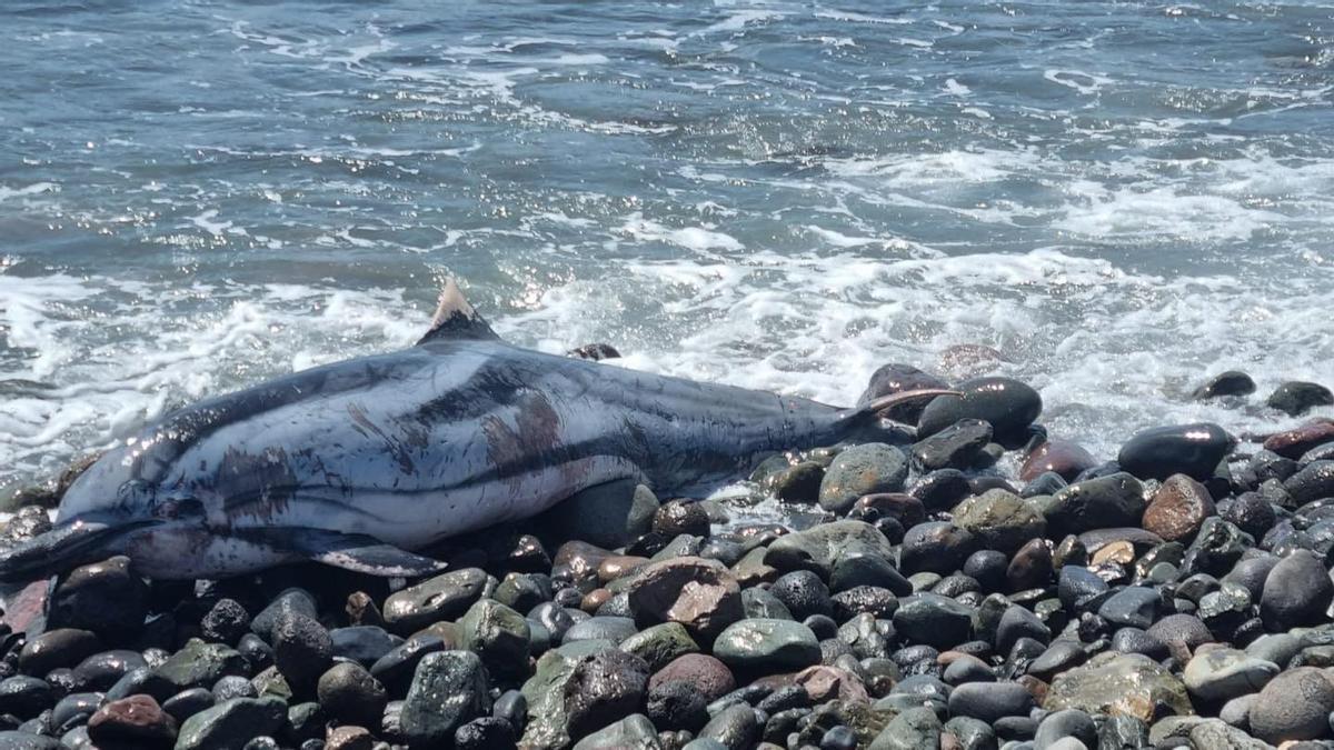 Imagen del cuerpo inerte del delfín en la playa de Los Tártagos, en el sur de Gran Canaria.