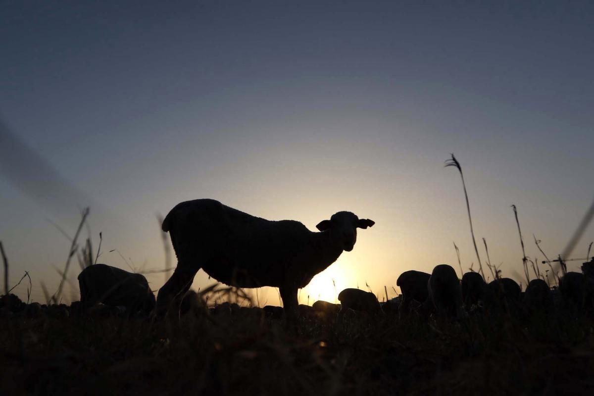 Las ovejas, a su paso por Córdoba