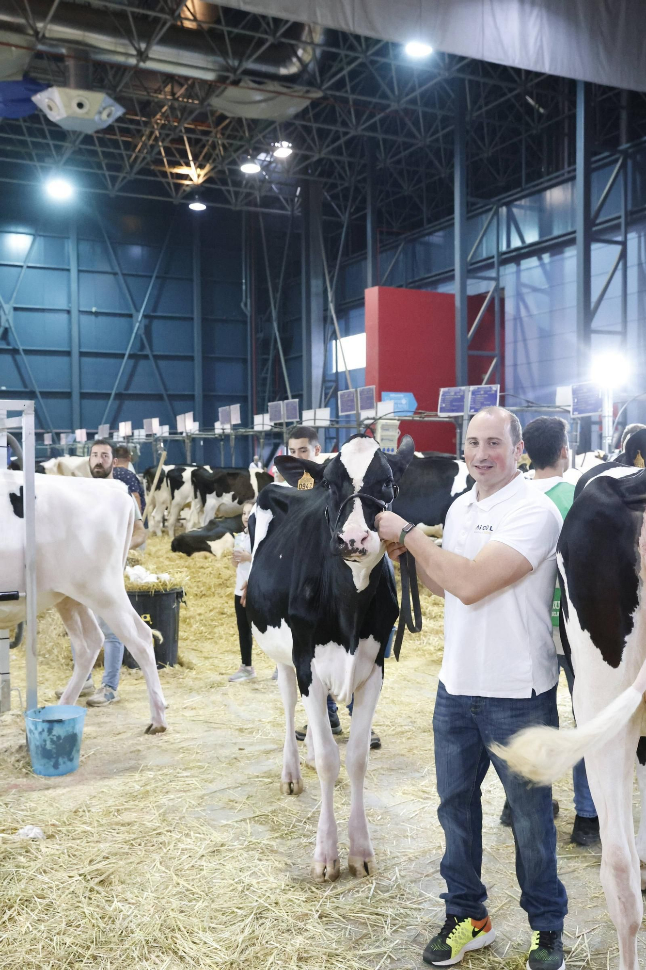 El concurso en Gijón de la mejor vaca de Asturias, en imágenes
