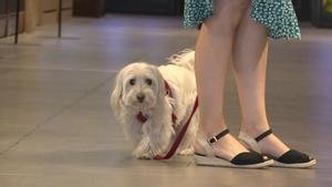 Mujer pasea con su perro dentro de una tienda de mascotas