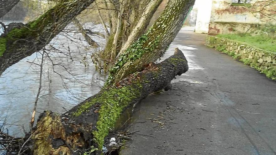 Confederación talará, limpiará y repoblará la masa forestal del río Jerte en Plasencia