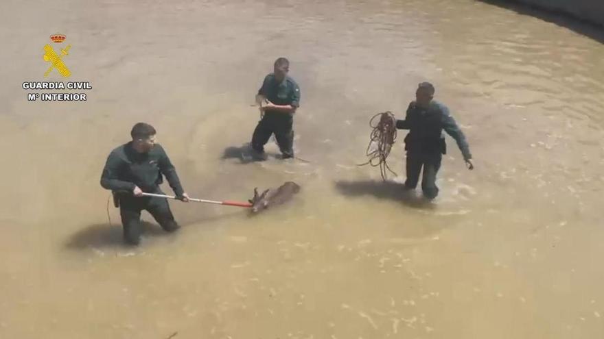 La Guardia Civil evita que un ejemplar de cabra montés muera ahogado en una balsa de riego de Cártama