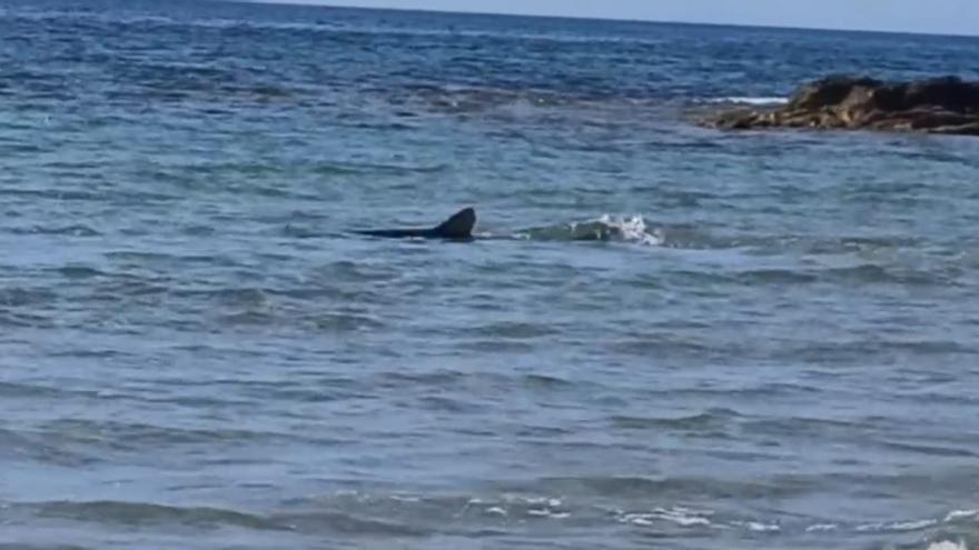 Aparece muerto el tiburón de la playa de Campoamor