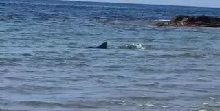 Desalojan una playa por la presencia de un tiburón en Campoamor