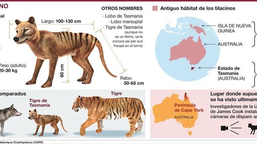 El ‘regreso’ del tigre de Tasmania