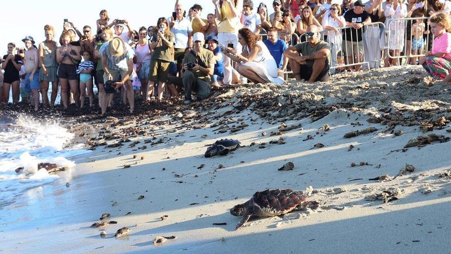 Las especies de Ibiza que resisten entre la pérdida de hábitat, las invasoras y la presión humana