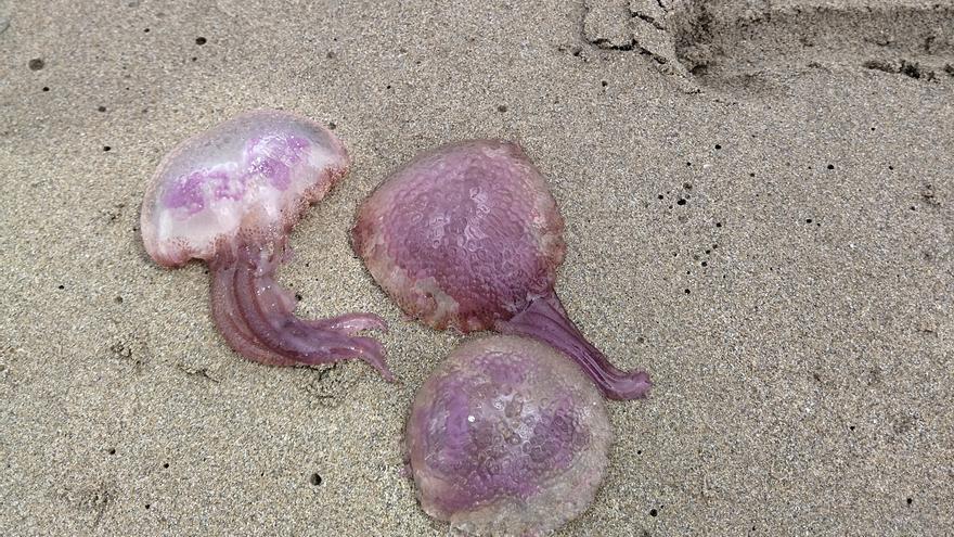 Domingo de medusas en la playa del Arenal de Xàbia
