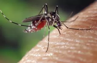“El dengue ya no es una enfermedad tropical, está en el Mediterráneo y puede afectar al turismo”