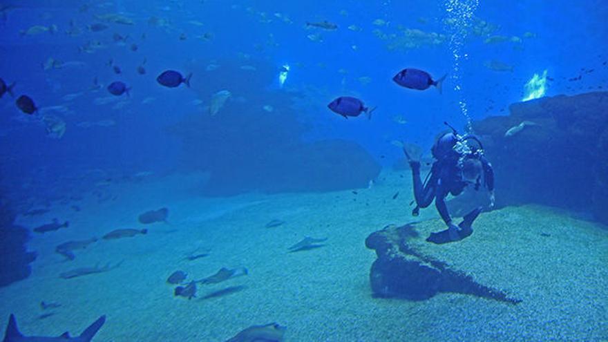 Una mujer en estado muy grave tras bucear en el Palma Aquarium