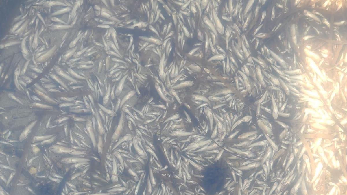 El Mar Menor, repleto de peces muertos en el quinto día consecutivo de mortandad