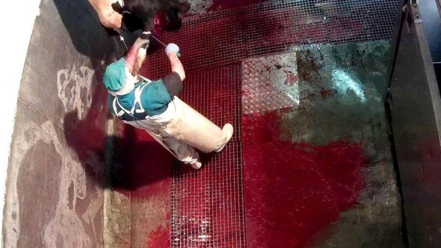 Denunciado un matadero de Ávila que cortaba piernas a vacas aún con vida