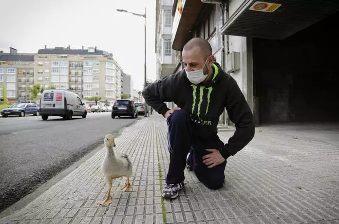 El paseo diario de Pipi, el pato estradense que ya es un vecino más