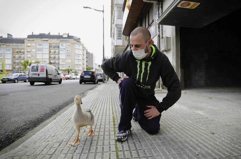 Pipi, durante su paseo diario junto a sus dueños Javier Sixto y su madre Divina Guerra. // Bernabé / Javier Lalín