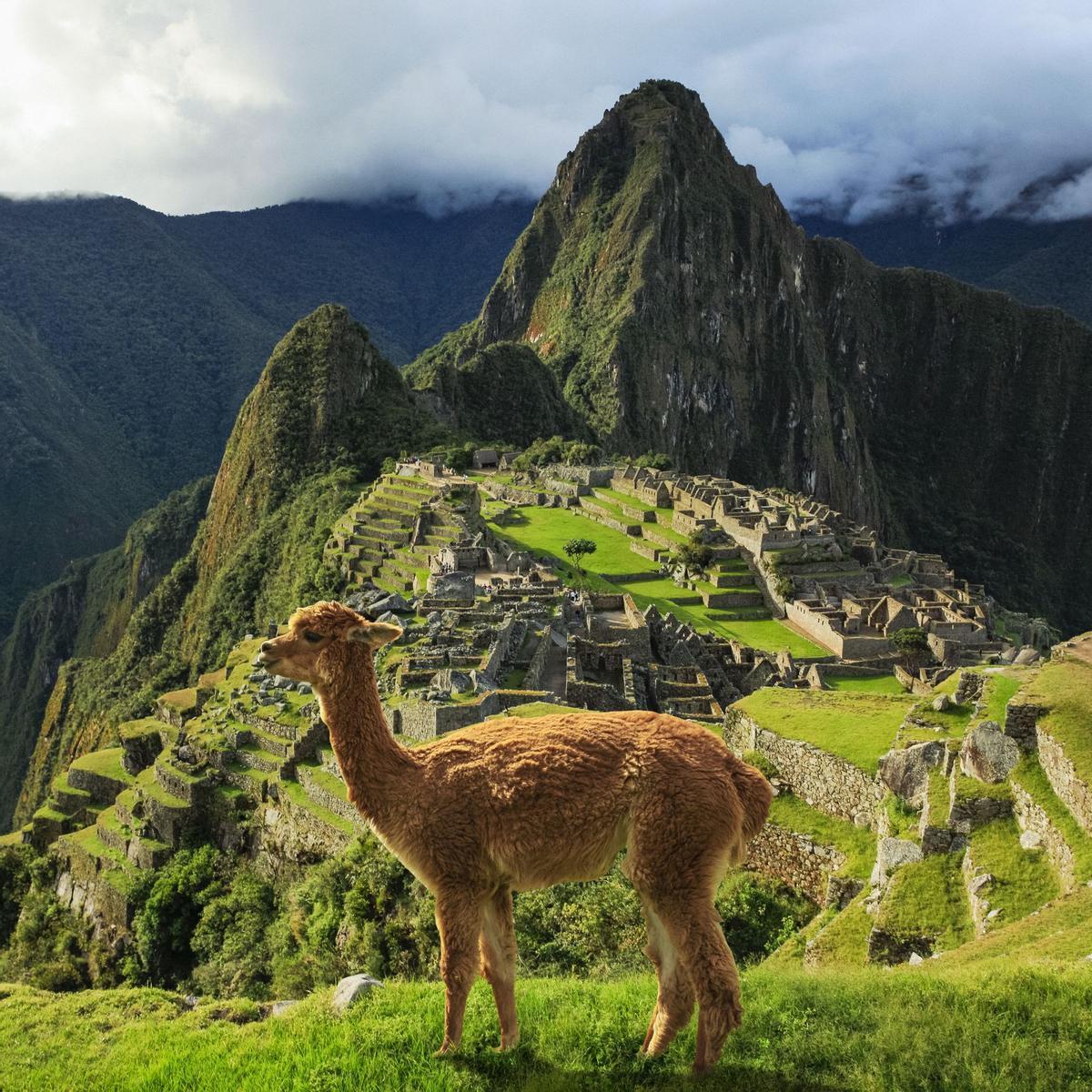 Alpaca en las Ruinas de Manchu Picchu