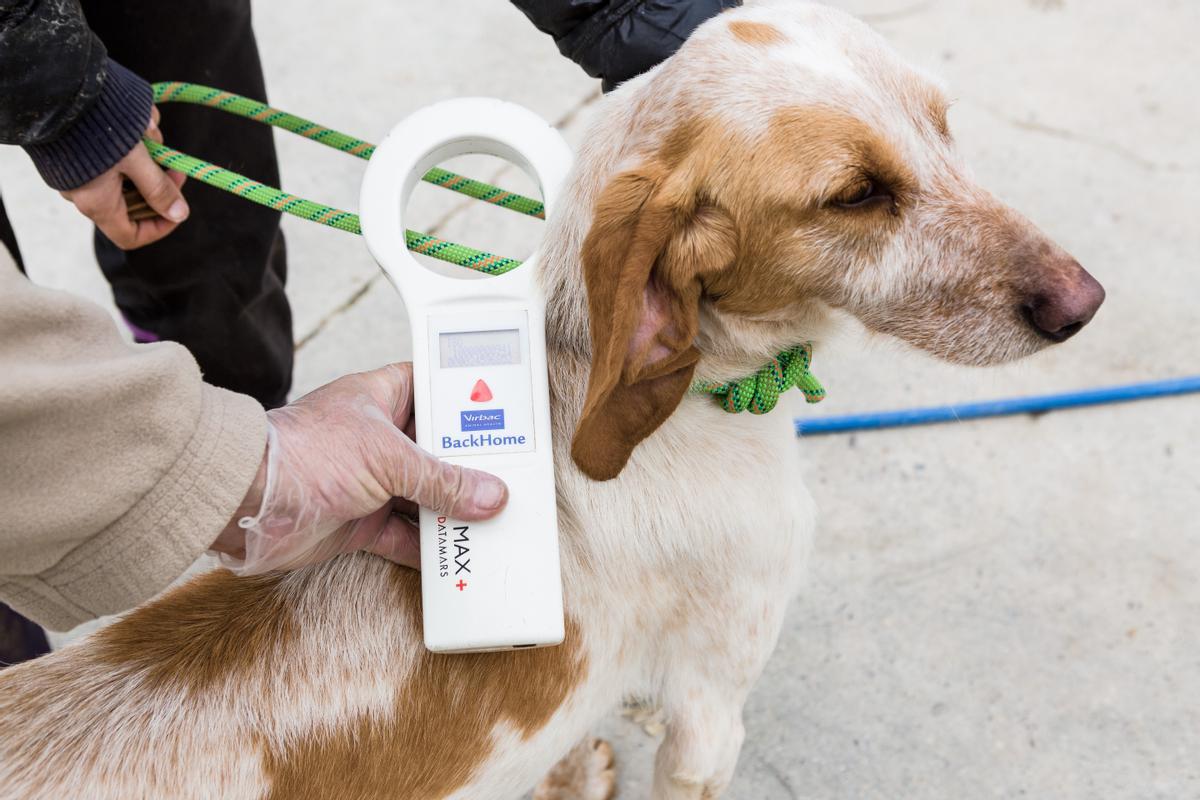 Uno de los perros en adopción.