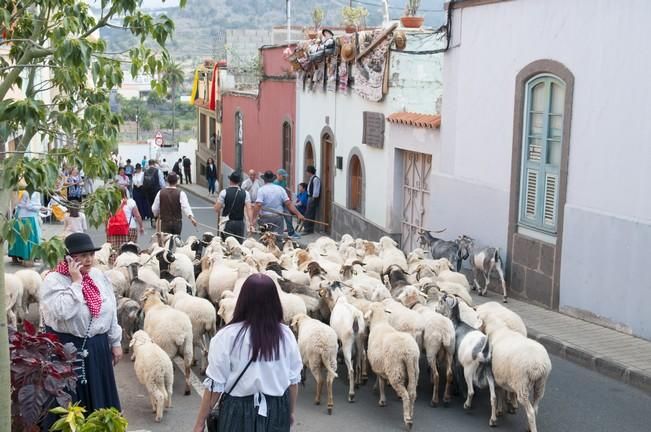 18/06/2016 ARUCAS . Romeria de ARUCAS. Foto: SABRINA CEBALLOS