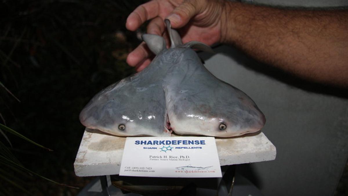 El tiburón de dos cabezas hallado en los Cayos de Florida.