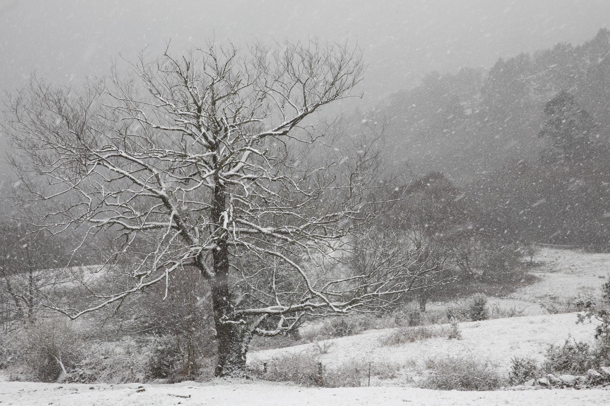 En imágenes: La borrasca Juliette llena de nieve parte de la zona rural de Gijón