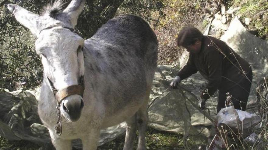 Una vecina de Pinilla de Fermoselle, junto a un burro, recoge aceituna con la zona del Arribanzo.