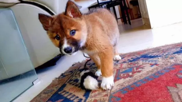 Este perro es un lobo
