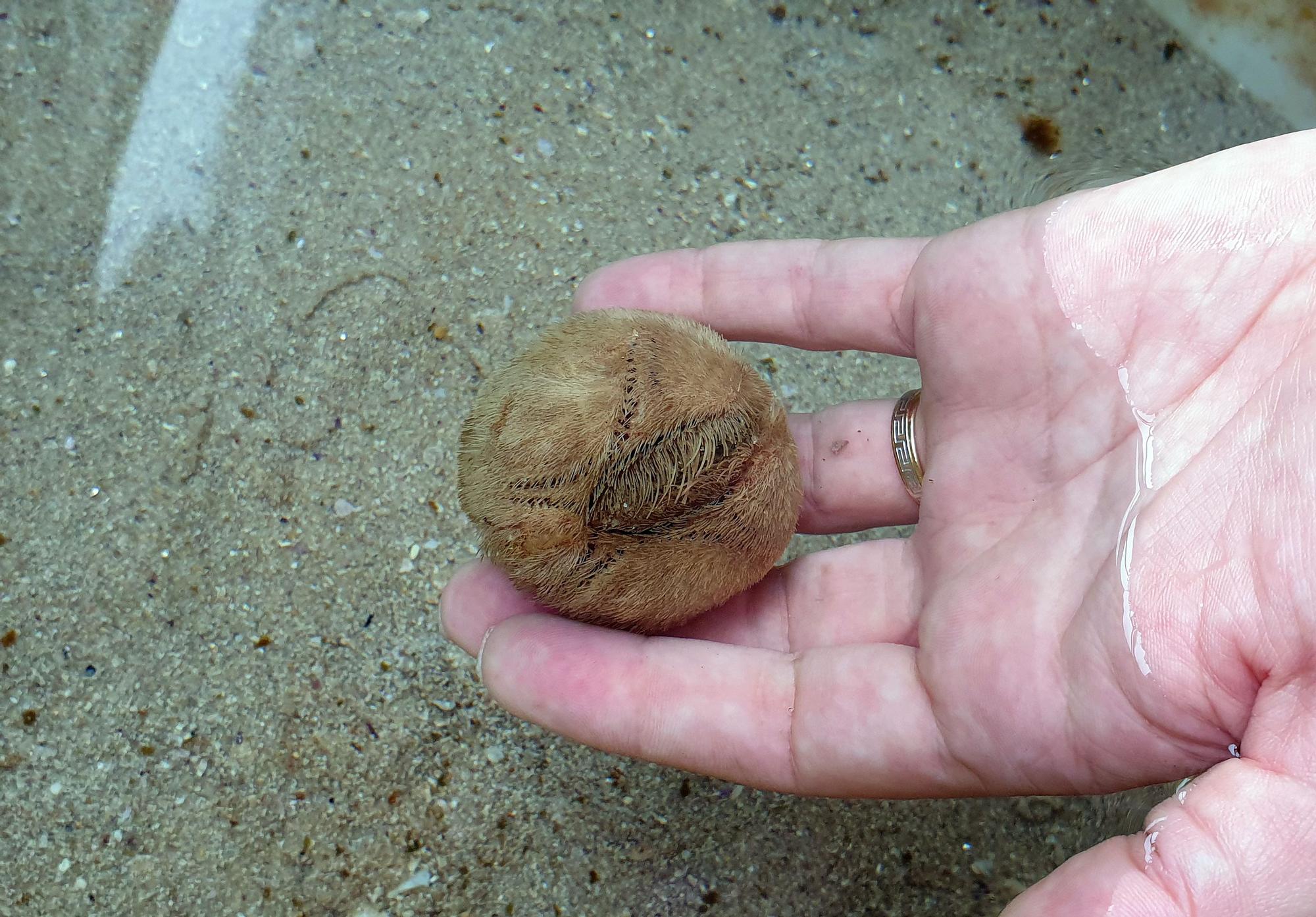 Una de las especies autóctonas de erizo de mar.