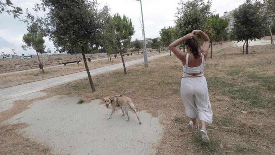 Imagen de archivo de un perro en el antiguo canódromo.