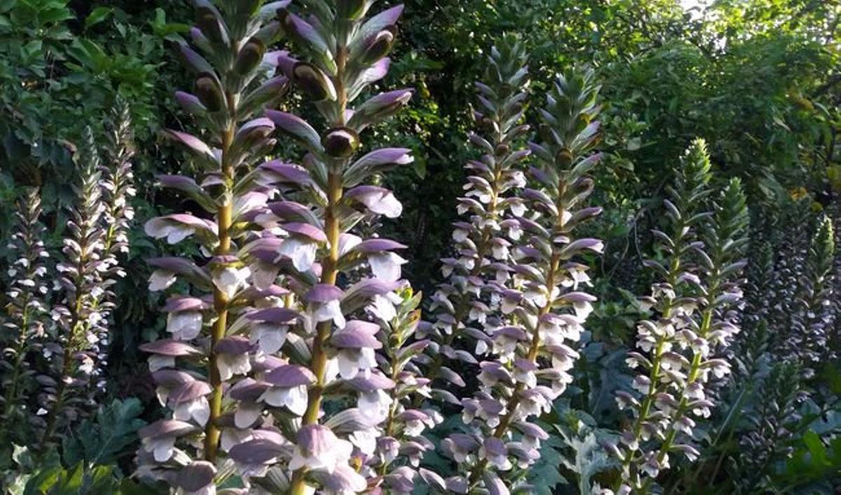 Acanthus mollis.