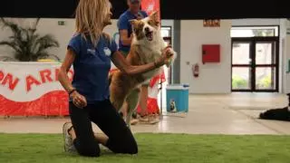 Espectacular exhibición canina en Agüimes con los finalistas de 'Got Talent'