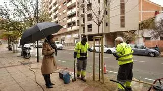 El plan de plantación de arbolado en Zaragoza concluirá en marzo con la recuperación de más de 4.000 alcorques vacíos