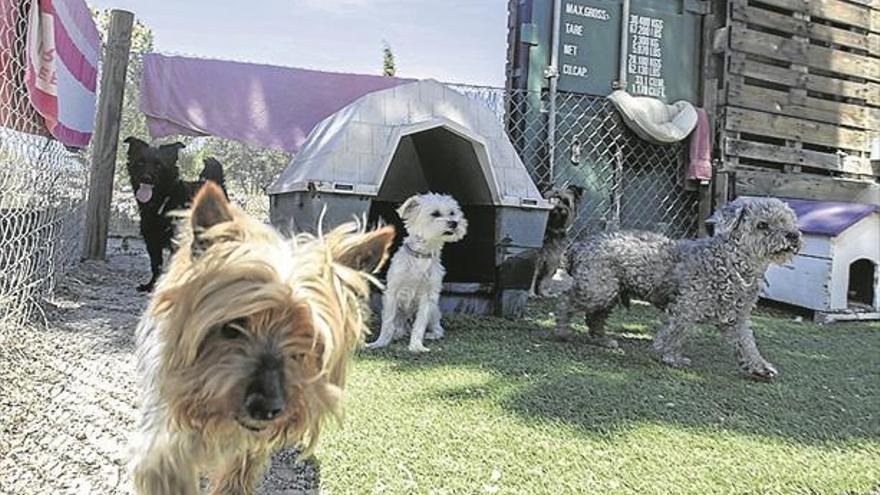 Cáceres ya dispone de un hotel para perros con 48 plazas y parque acuático