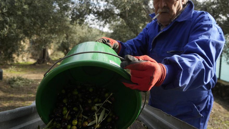 GALERÍA | La recolección de la aceituna en Fermoselle, en imágenes