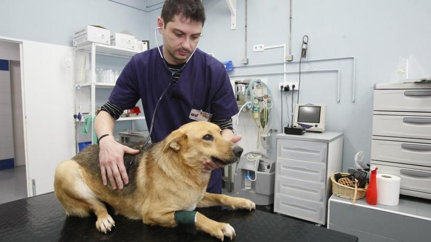 Un estudiante de la facultad de Veterinaria de la UMU atiende a un paciente.