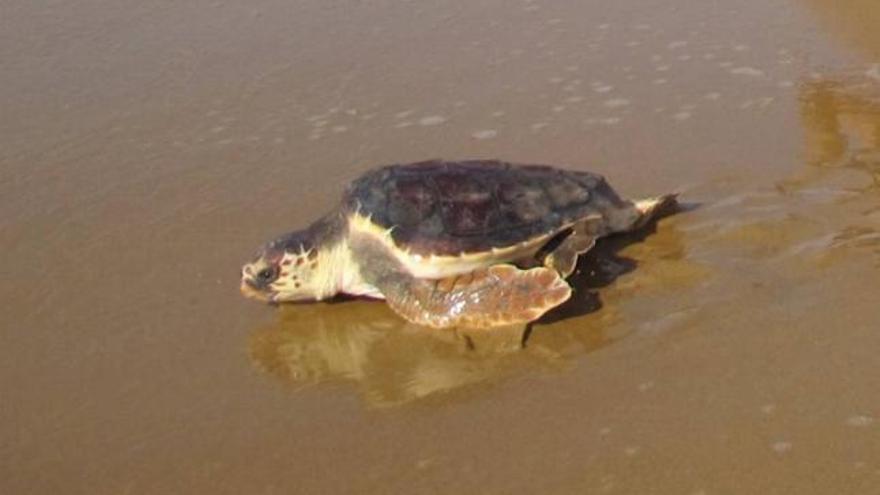 Más de la mitad de anidamientos de tortuga boba en España se hacen en Cartagena
