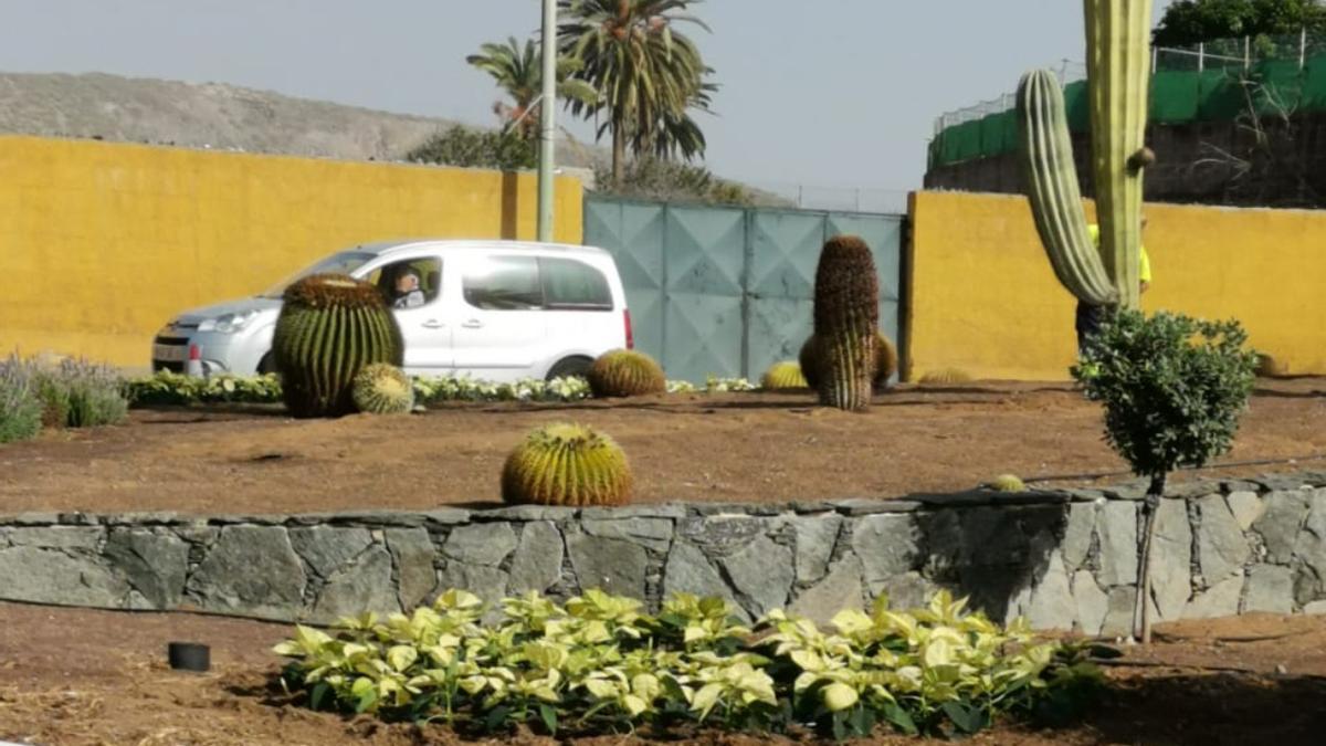 Telde se viste de Navidad con la plantación de 6.000 pascuas en sus calles