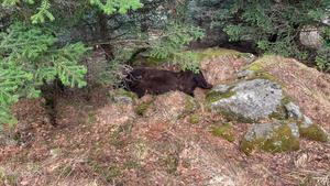 Plano del lugar donde se ha encontrado muerto al oso Cachou, en la zona de Soberpera, en el municipio de Les, en el Pirineo leridano.