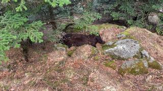 Hallado muerto el oso Cachou en el Pirineo leridano