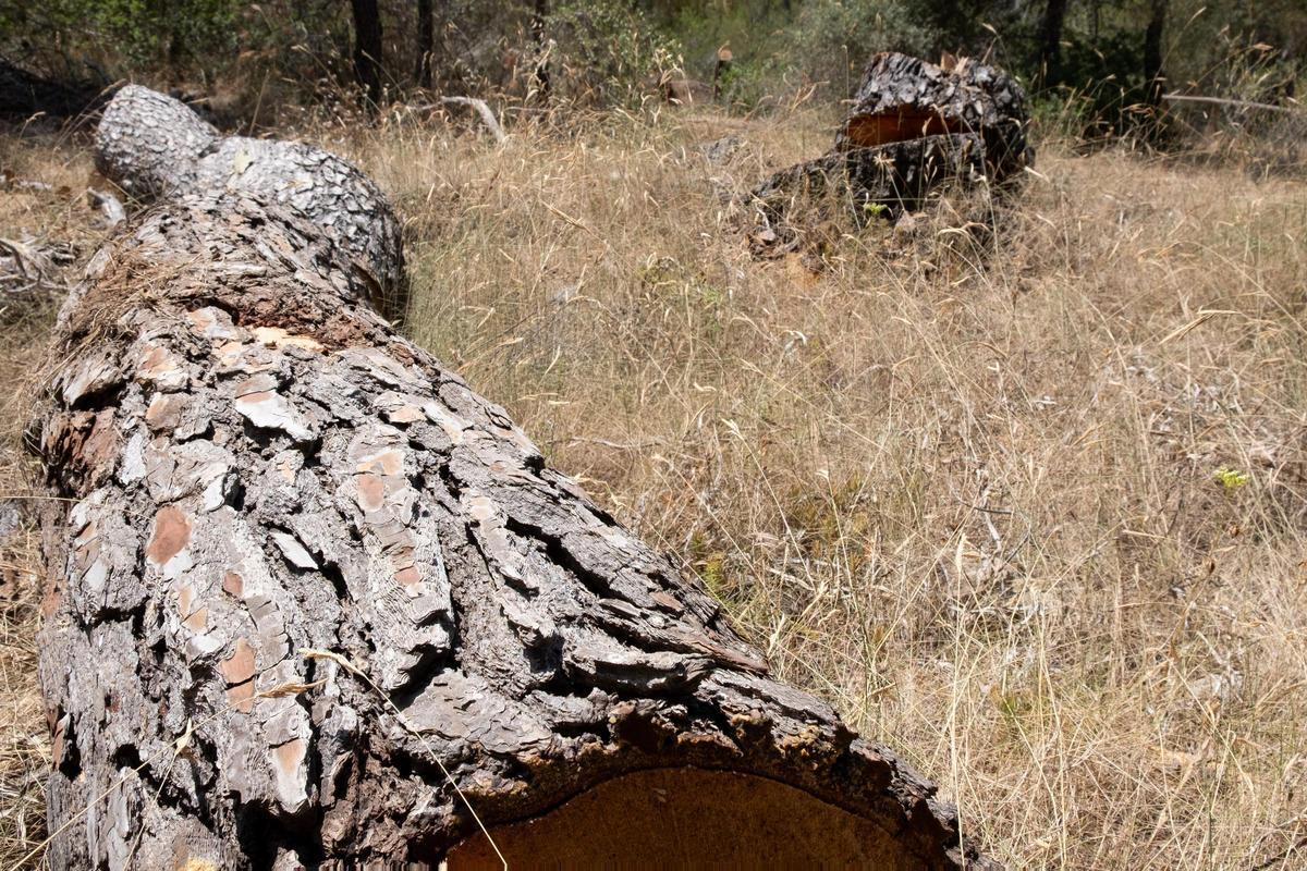 Las fotos de los pinos talados en Bellver que la dana Alice derribó hace ocho meses