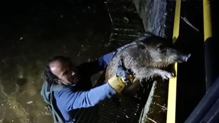 Cazadores y vecinos evitan el ahogamiento de doce jabalíes en el canal del Narcea