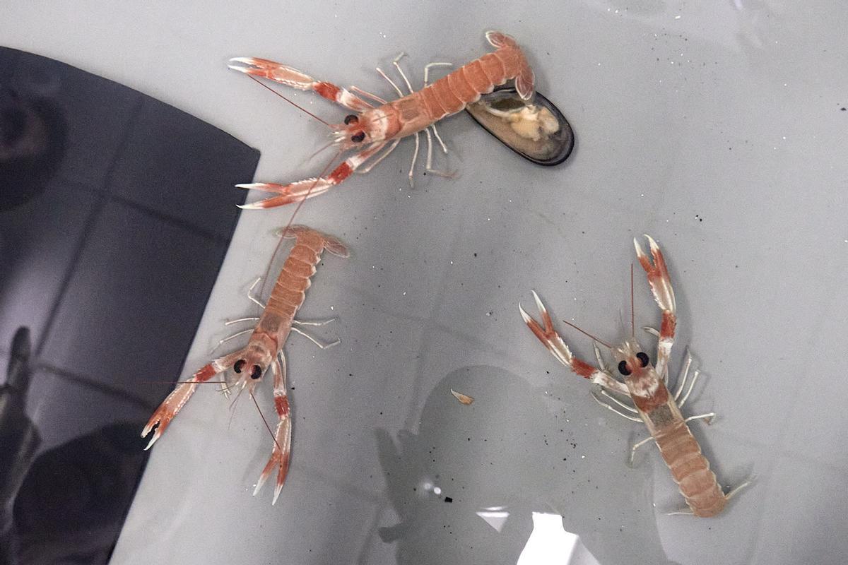 Algunas cigalas del estudio.