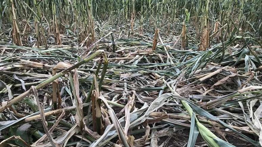 Unións denunció ayer daños en una finca de maíz en Rodís.