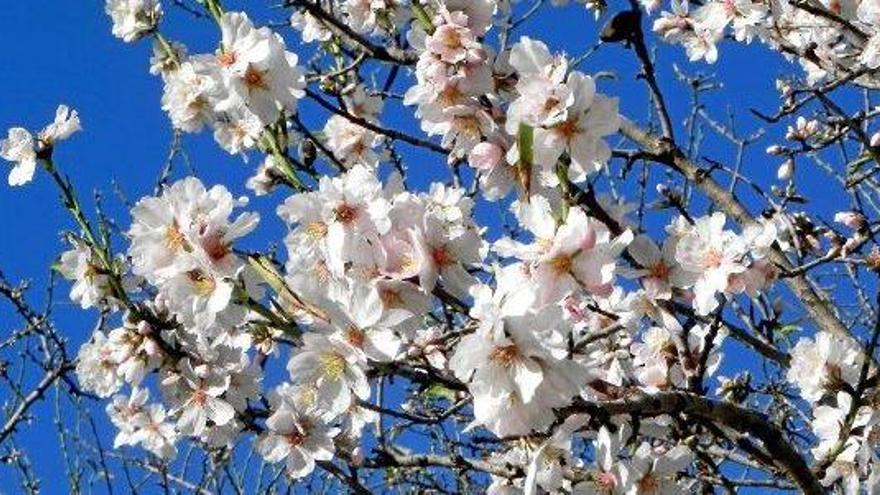 Mandelblüte in Lloseta.