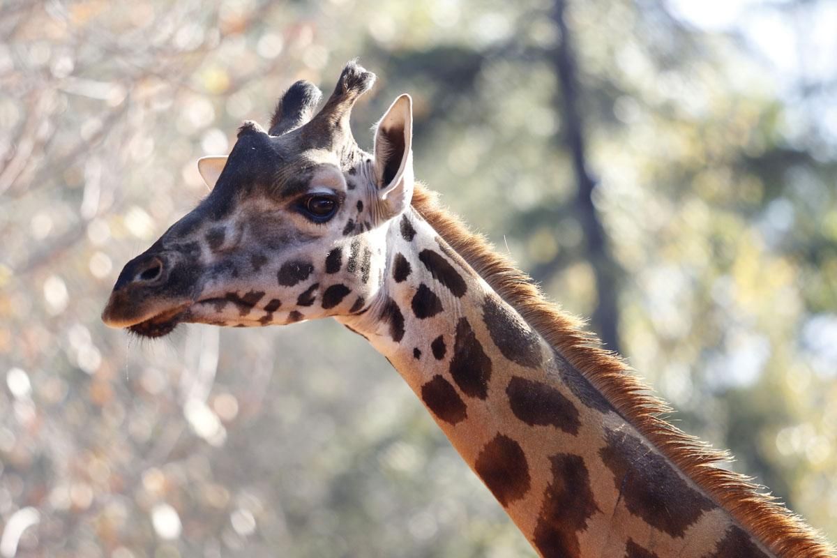 Bulería, la primera jirafa del Zoo de Córdoba