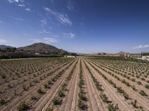 Vinos de Alicante, vinos de primera división