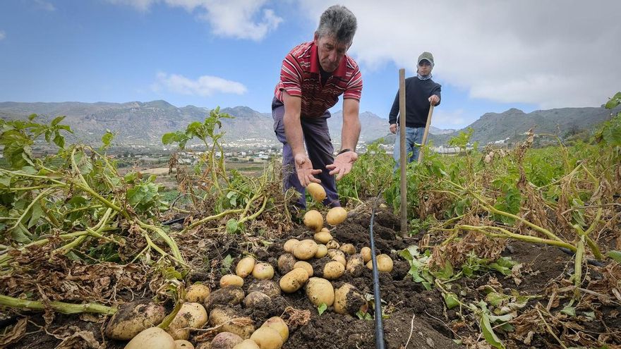 Más papas de la tierra en los mercados canarios: el objetivo a lograr en los próximos meses