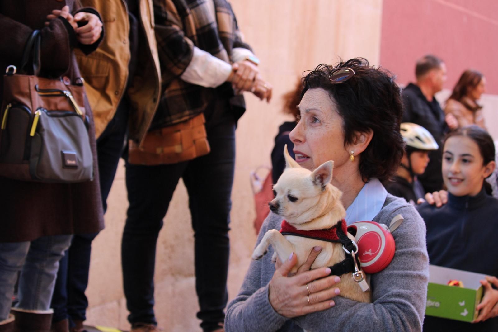 El Campello celebra la bendición tradicional en por Sant Antoni del Porquet