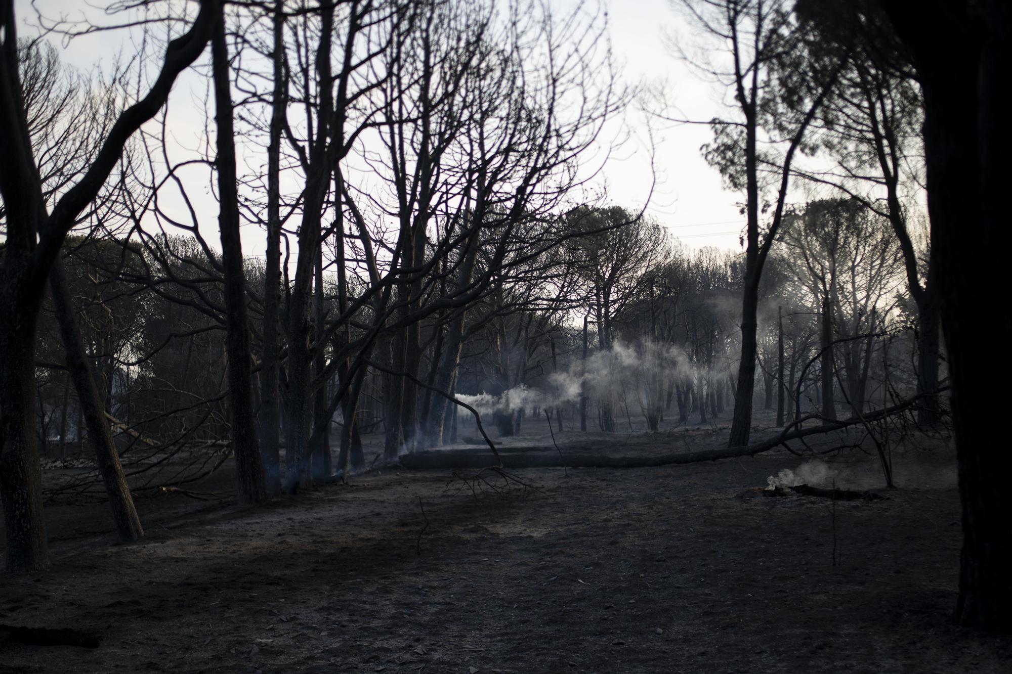 L'incendi de la Catalunya nord, en imatges