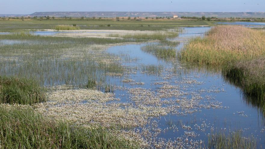 Así vuelven a la vida los humedales de Palencia y Cuenca